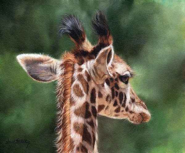 Английский художник David Stribbling Жираф