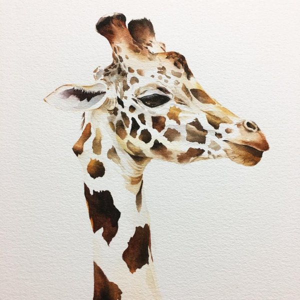 Жирафик акварель