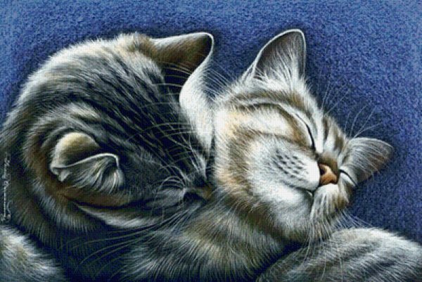 Картины Ирины Гармашовой коты