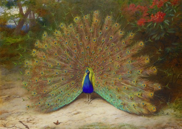 Вриндаван Павлин