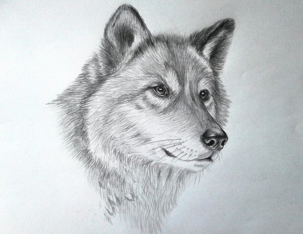 Рисунки Волков карандашом