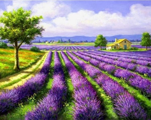 Алмазная мозаика Лавандовое поле 40х50