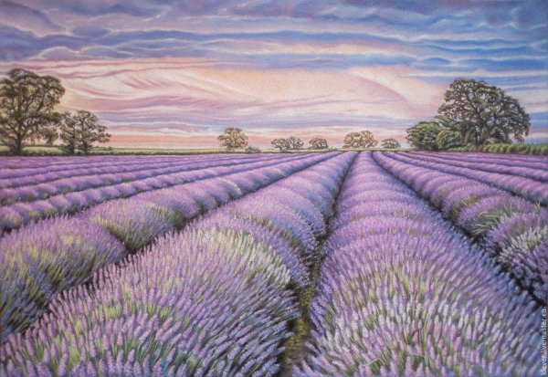 Лавандовые поля Манэ