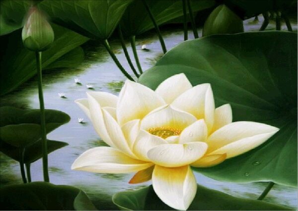 Красивые Лотосы живопись