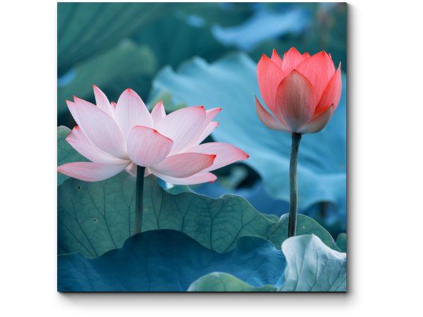 Пейзаж с лотосами