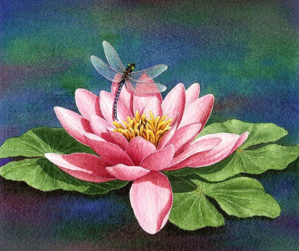 Цветок лотоса картина