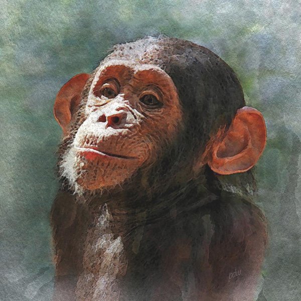 Три обезьяны Графика