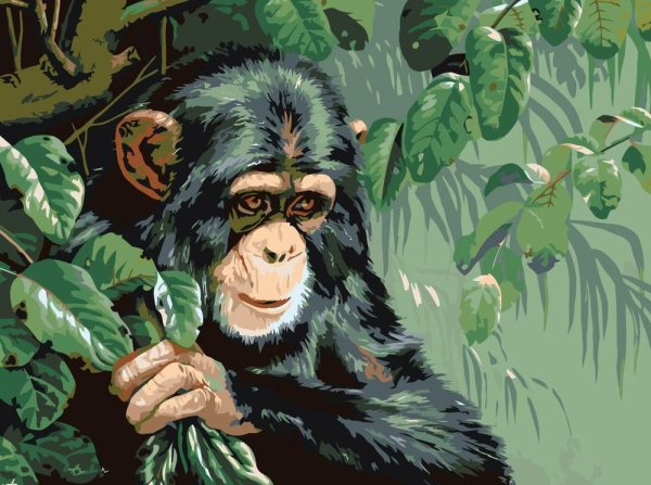 Радужная обезьяна