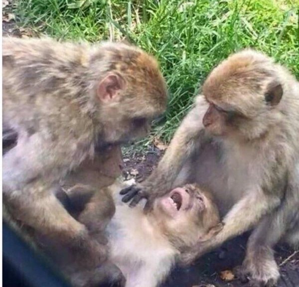 Не буду бриться пока