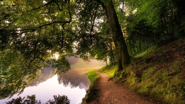 Красивые леса