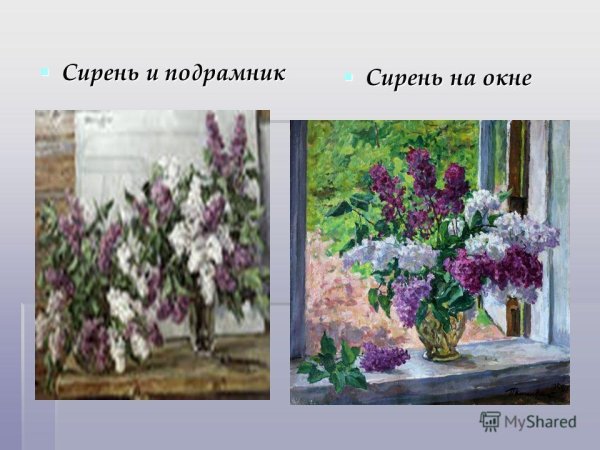 Сирень в окне Кончаловский