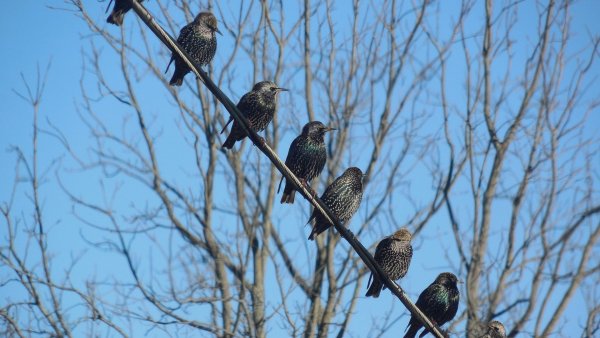 Птицы прилетели