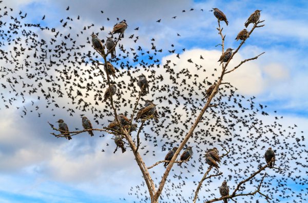 Приметы много Скворцов в одном месте