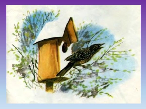 Скворец Скворушка скворечник