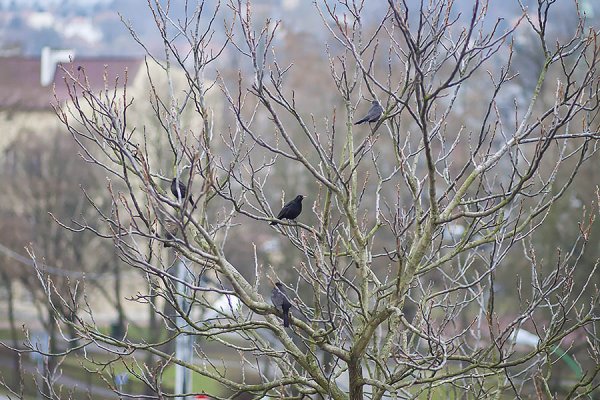 Скворцы прилетели живопись