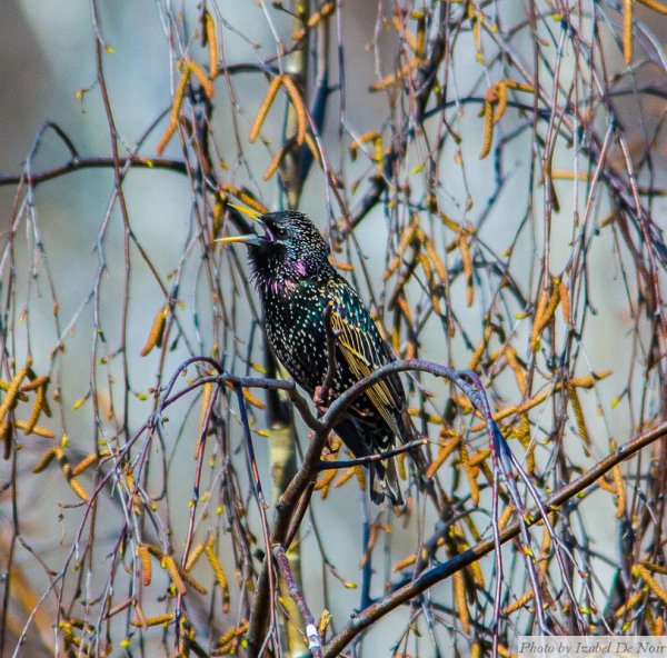 Весенние скворцы