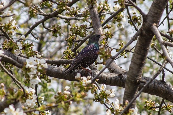 Николай Устинов весенние иллюстрации