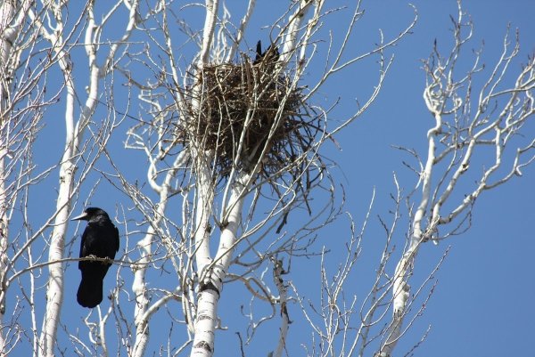 Скворцов Грачи прилетели