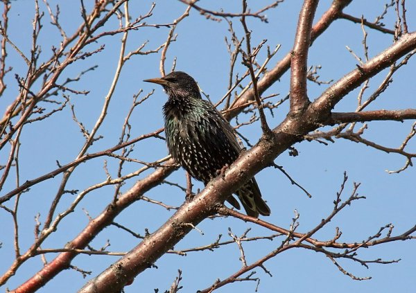 Синицы художник Дмитрий Кустанович.