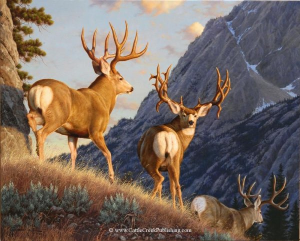 Художник-анималист бараны Mansanarez Tom