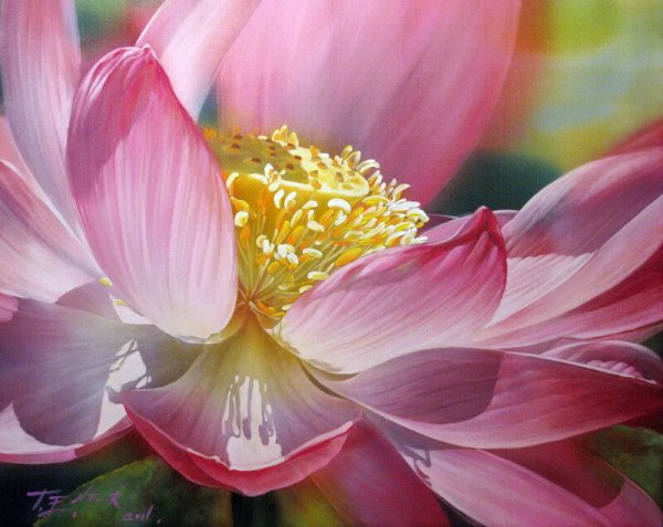 Цветы Данн Харр