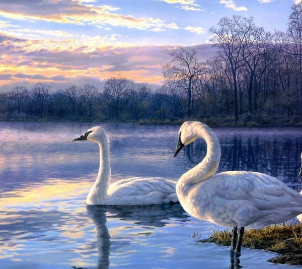 Лебедушка Лебединое озеро