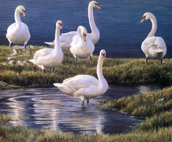 Роберт Бейтман картина с лебедями