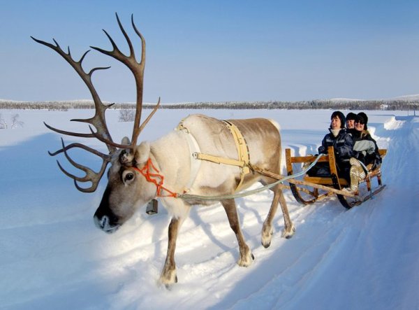 Reindeer Sled Финляндия