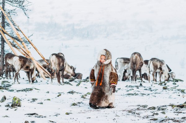 Народы севера ненцы - оленеводы
