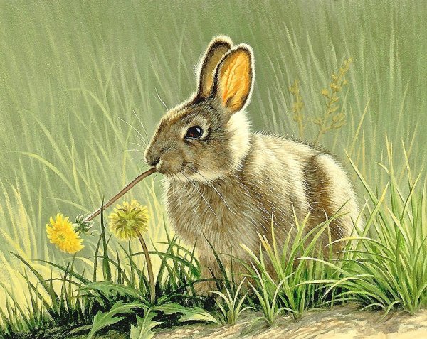 Заяц Русак с зайчатами живопись анималистов