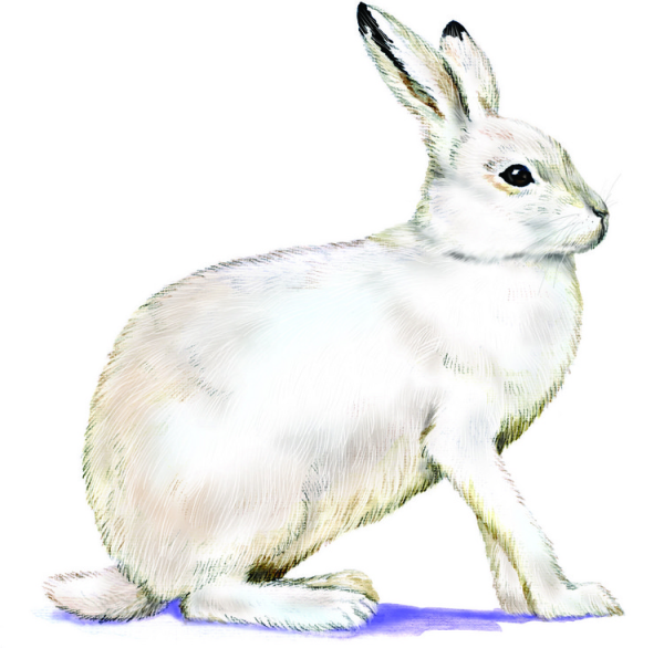 Заяц Беляк иллюстрация