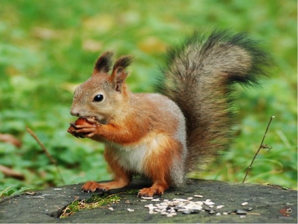 Белка для детей