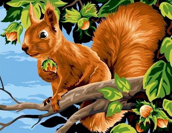 Белка картина