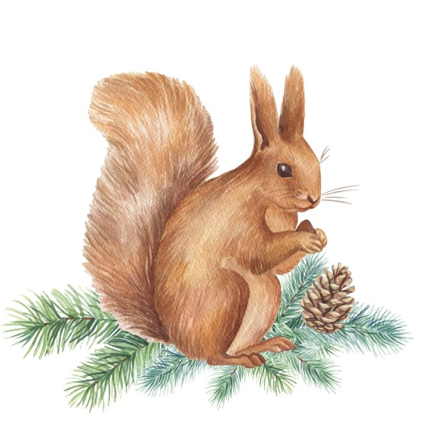 Белочка с шишкой рисунок