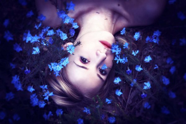 Ирина Ковальчук Васильковое поле