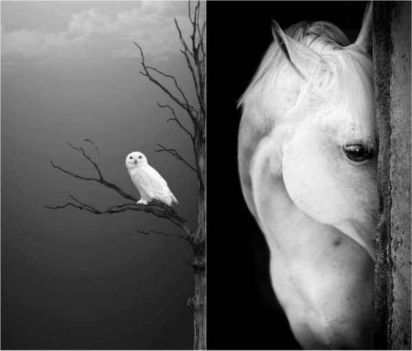 Интересные картины в черно-белом