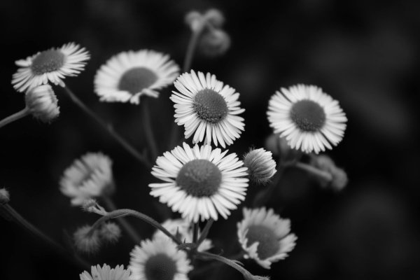 Черно белое