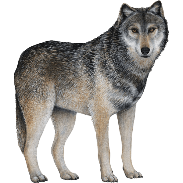 Волк в зимнем лесу