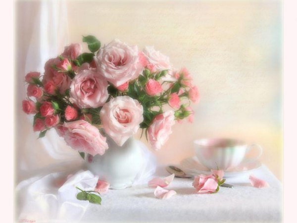 Луиза Гельтс шиповник