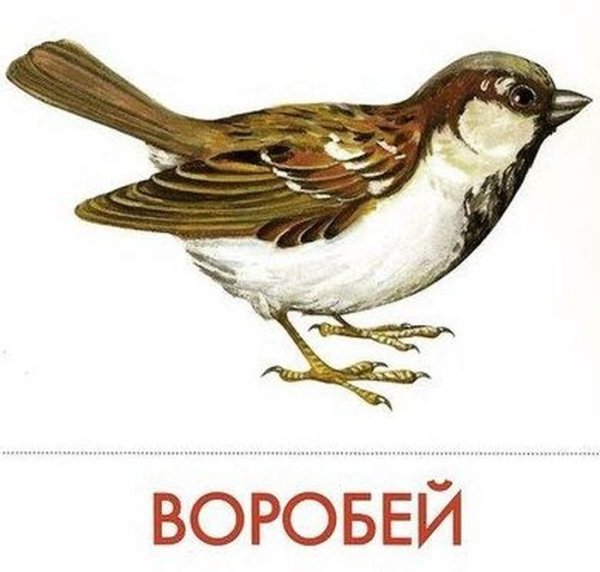Воробей с подписью