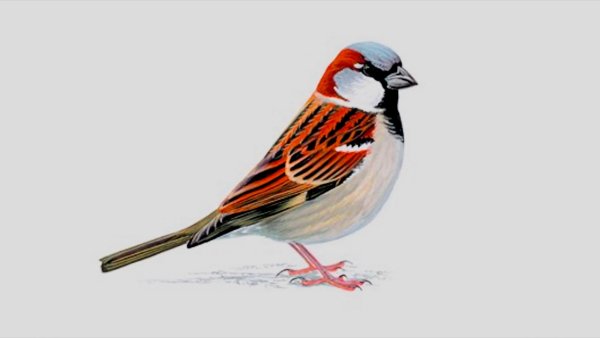 Изображение воробья для детей