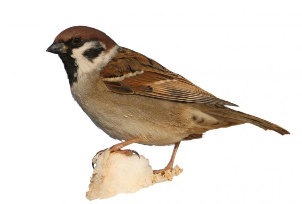 Воробей картинка