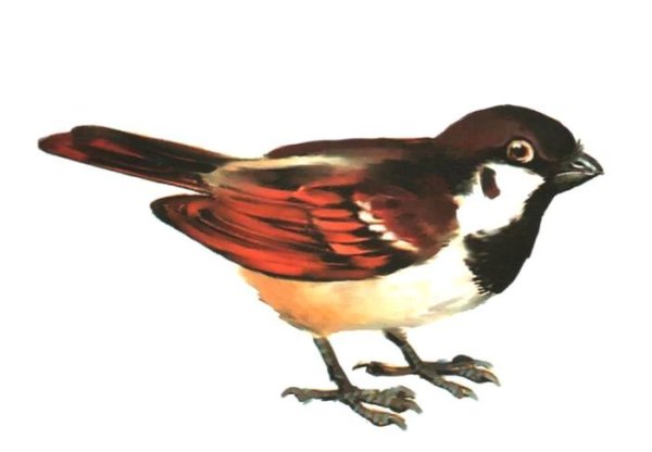 Воробей для детского сада