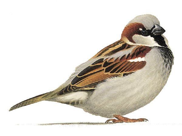 Воробей для детей