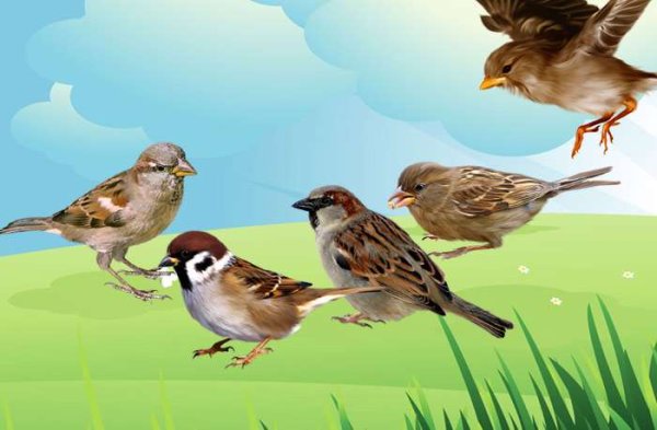 Воробей для детей