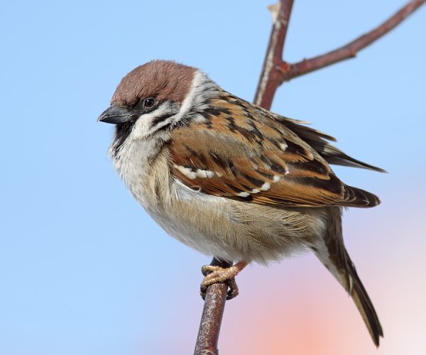 Маленький Воробей