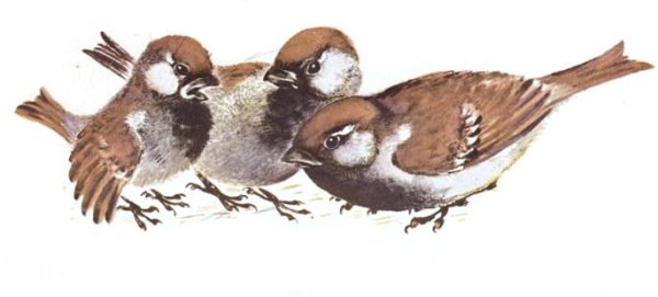 Чарушин Воробьишко