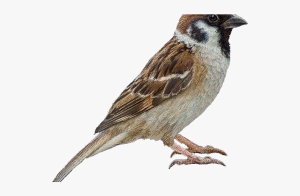 Воробей на прозрачном фоне