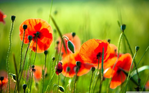 Яркие цветы