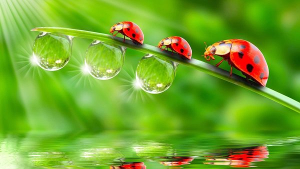 Живые обои с Божьей коровкой